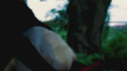 Glow In The Dark Dog Harness