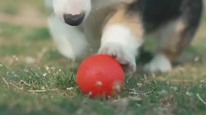 Automatic Dog Ball